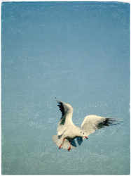 Helle Aufregung