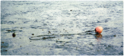 Salacias Perlenohrring