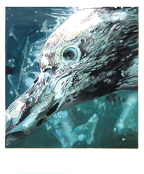 Polaroid 16: Pinguin